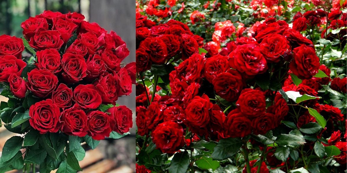 Rose captions for Instagram with a beautiful red rose bouquet
